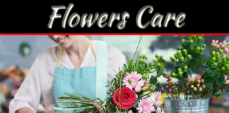 How Long Can Cut Flowers Go Without Water? How Long Can Cut Flowers Go Without Water?