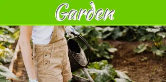 Reviving Your Garden: Tips For Drought Recovery Reviving Your Garden: Tips For Drought Recovery