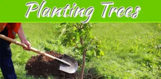 The Undeniable Benefits Of Planting Native Trees In Small Australian Gardens The Undeniable Benefits Of Planting Native Trees In Small Australian Gardens