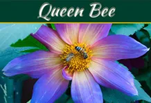 The Royal Radiance: Exploring The Majesty Of Queen Bee Skincare The Royal Radiance: Exploring The Majesty Of Queen Bee Skincare