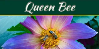 The Royal Radiance: Exploring The Majesty Of Queen Bee Skincare The Royal Radiance: Exploring The Majesty Of Queen Bee Skincare