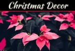 Top 10 Festive Flowers And Plants To Enhance Your Christmas Decor Top 10 Festive Flowers And Plants To Enhance Your Christmas Decor