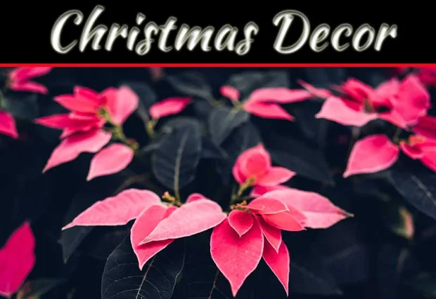 Top 10 Festive Flowers And Plants To Enhance Your Christmas Decor