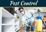 Uninvited Guests: Mastering The Art Of Pest Control In Your Living Space Uninvited Guests: Mastering The Art Of Pest Control In Your Living Space