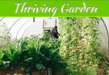 The Art Of Cultivating A Thriving Garden The Art Of Cultivating A Thriving Garden