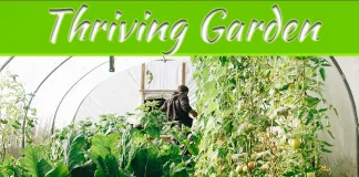 The Art Of Cultivating A Thriving Garden The Art Of Cultivating A Thriving Garden
