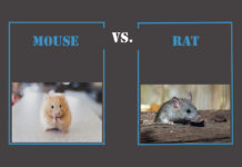 Mouse vs. Rat Infestations: Key Differences And Extermination Approaches Mouse vs. Rat Infestations: Key Differences And Extermination Approaches