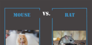 Mouse vs. Rat Infestations: Key Differences And Extermination Approaches Mouse vs. Rat Infestations: Key Differences And Extermination Approaches