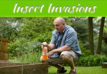 Safeguarding Your Property And Garden From Stinging Insect Invasions Safeguarding Your Property And Garden From Stinging Insect Invasions
