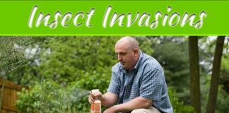 Safeguarding Your Property And Garden From Stinging Insect Invasions Safeguarding Your Property And Garden From Stinging Insect Invasions