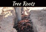 What To Do When Tree Roots Threaten Your Sewer Line What To Do When Tree Roots Threaten Your Sewer Line