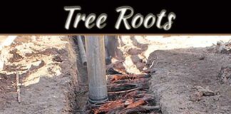 What To Do When Tree Roots Threaten Your Sewer Line What To Do When Tree Roots Threaten Your Sewer Line
