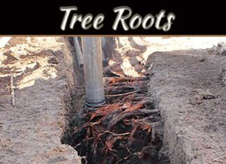 What To Do When Tree Roots Threaten Your Sewer Line What To Do When Tree Roots Threaten Your Sewer Line