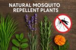 Top 3 Plants To Fight The Menace Of Mosquitoes Natural Mosquito Repellent Plants
