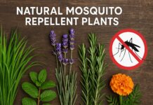 Top 3 Plants To Fight The Menace Of Mosquitoes Natural Mosquito Repellent Plants