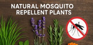 Top 3 Plants To Fight The Menace Of Mosquitoes Natural Mosquito Repellent Plants