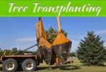 The Do’s And Don’ts Of Transplanting Trees The Do’s And Don’ts Of Transplanting Trees