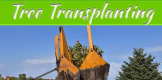 The Do’s And Don’ts Of Transplanting Trees The Do’s And Don’ts Of Transplanting Trees