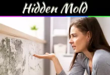5 Signs Your Cleveland Home May Have Hidden Mold 5 Signs Your Cleveland Home May Have Hidden Mold